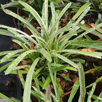Leontopodium nivale alpinum